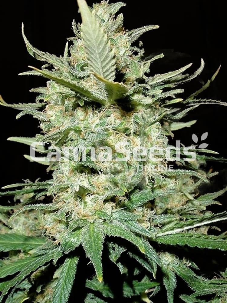 Amnesia Haze Seeds Image