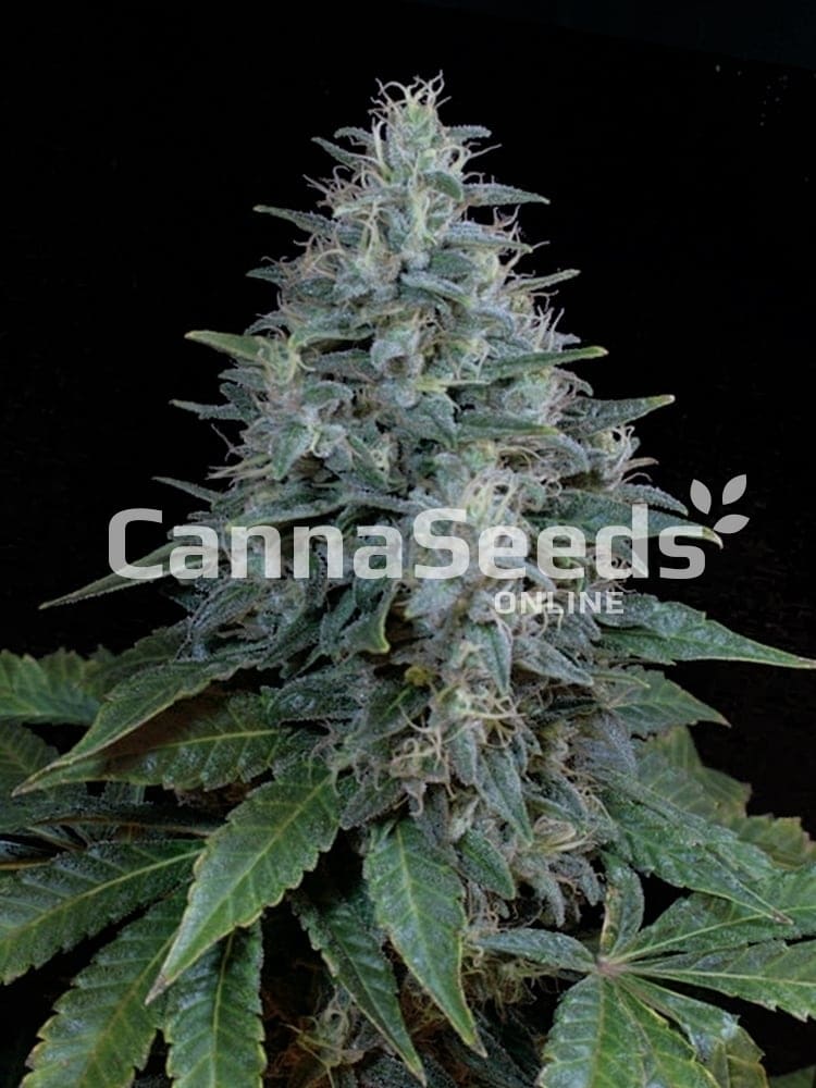 Bubba Kush Autoflower Seeds Image